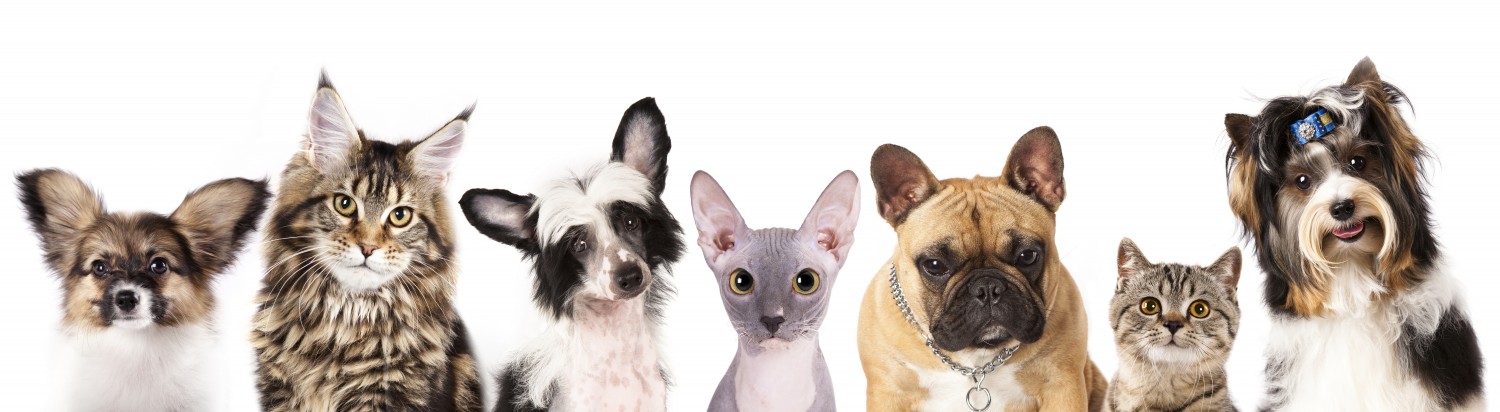 Group of Pets Banner